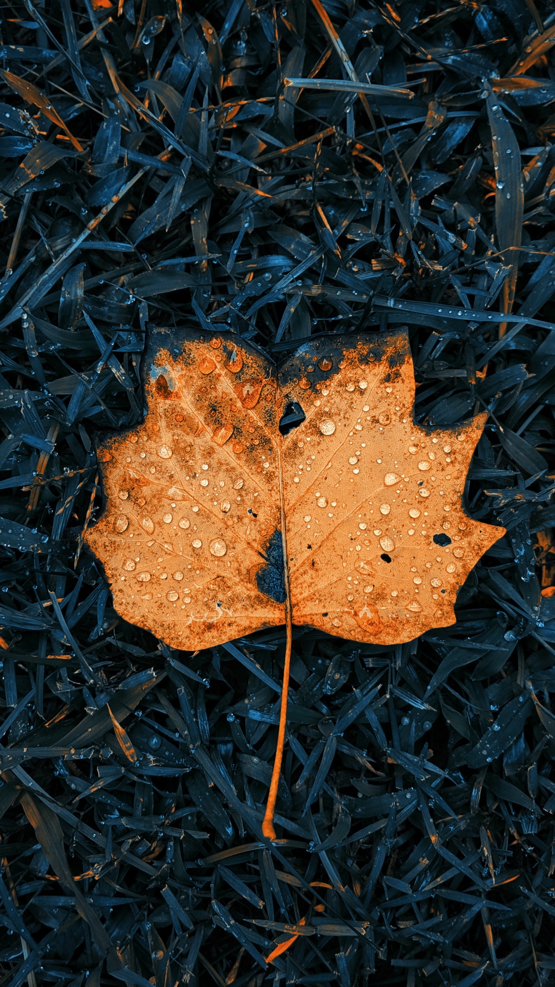 Apple, Surface de la Route, Rameau, Asphalt, Feuilles Caduques. Wallpaper in 1080x1920 Resolution