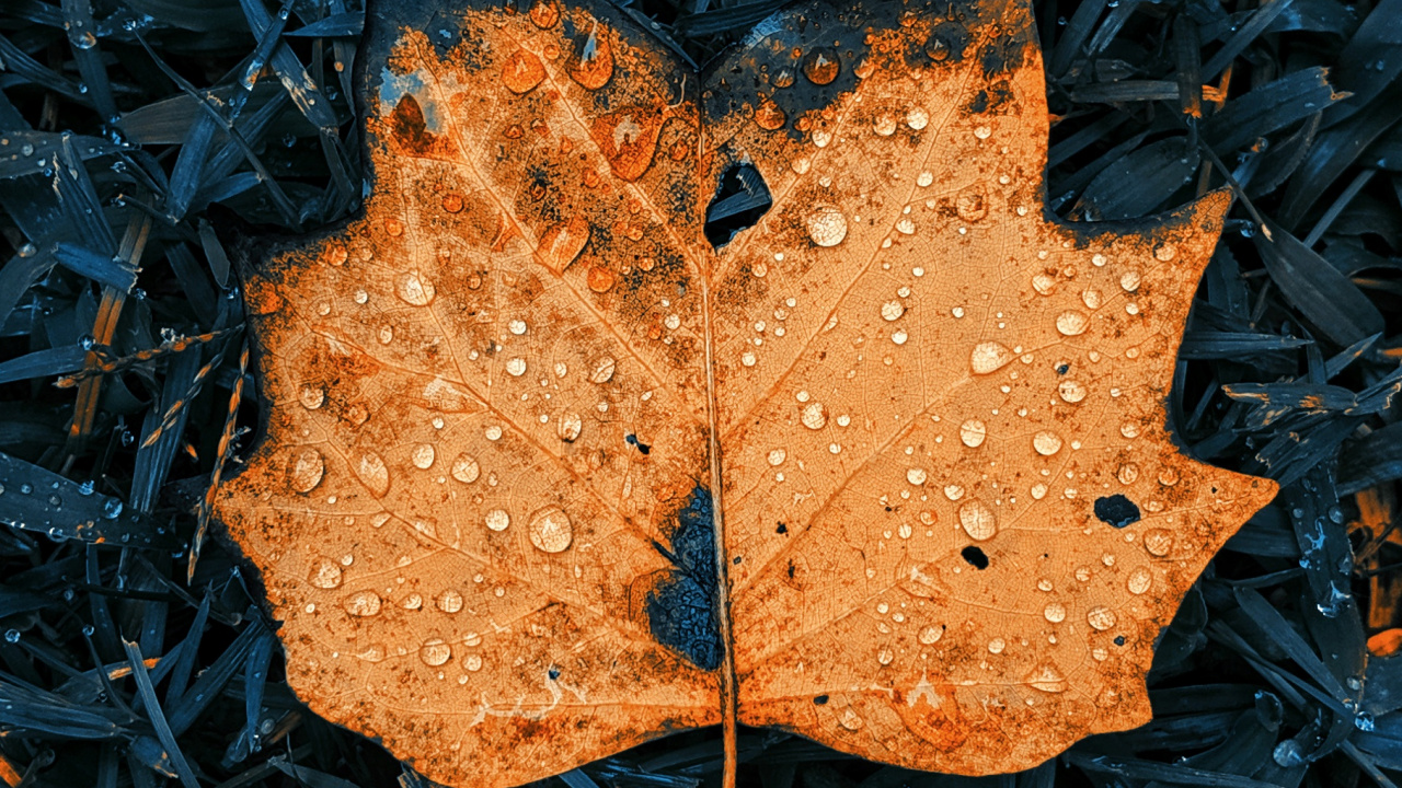 Apple, Surface de la Route, Rameau, Asphalt, Feuilles Caduques. Wallpaper in 1280x720 Resolution