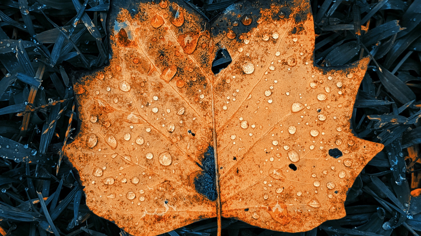 Apple, Surface de la Route, Rameau, Asphalt, Feuilles Caduques. Wallpaper in 1366x768 Resolution