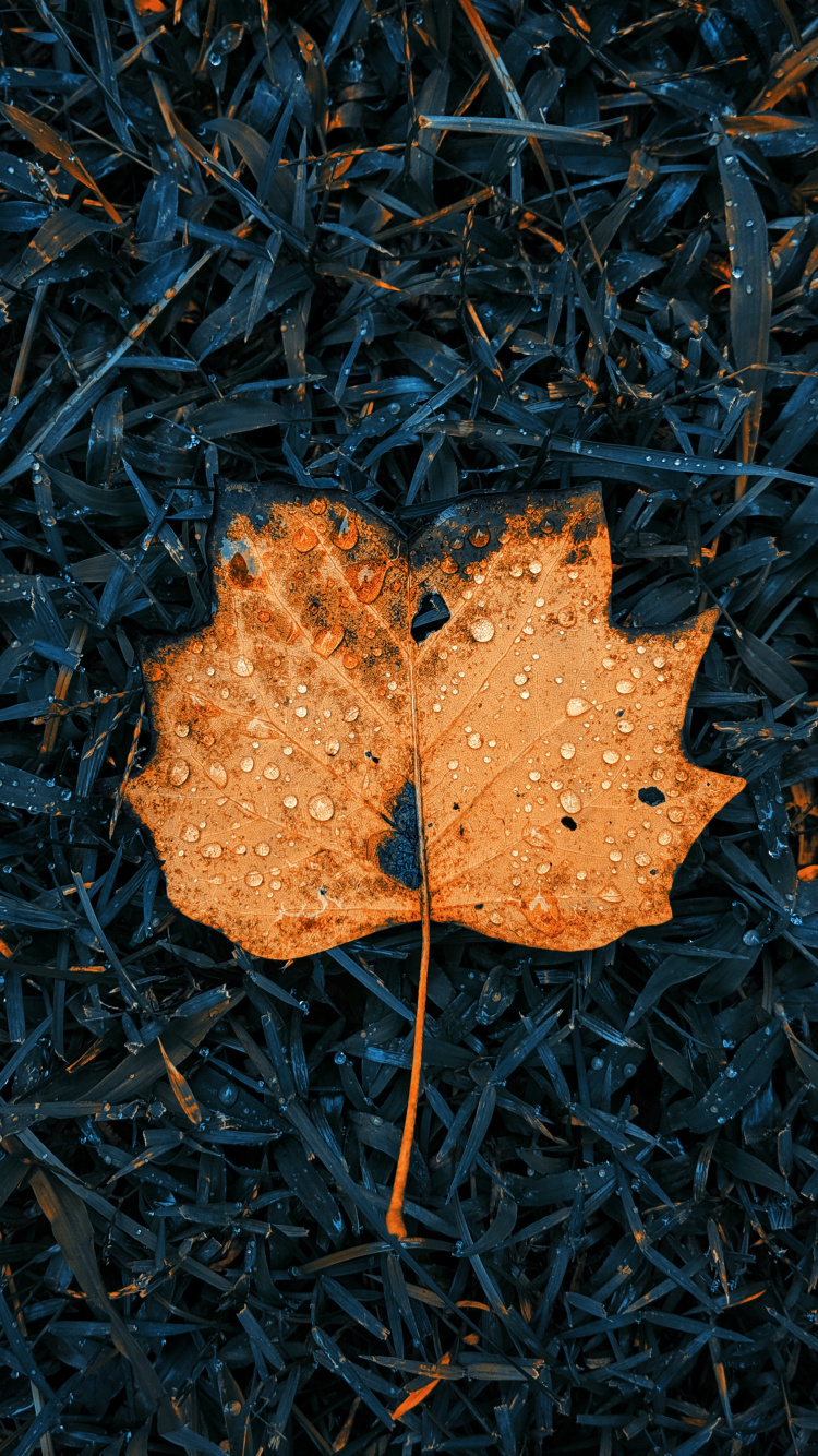 Apple, Surface de la Route, Rameau, Asphalt, Feuilles Caduques. Wallpaper in 750x1334 Resolution