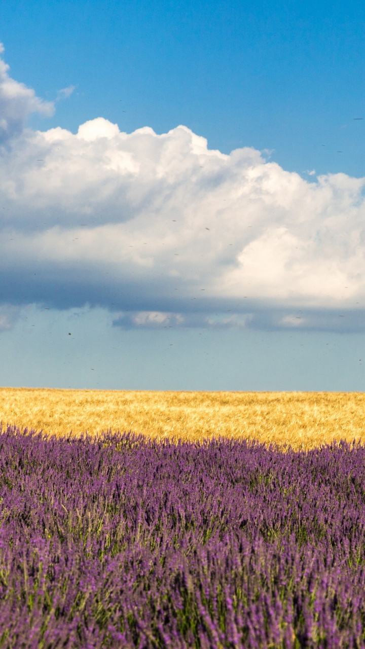 Champ D'herbe Verte Sous Ciel Bleu Pendant la Journée. Wallpaper in 720x1280 Resolution