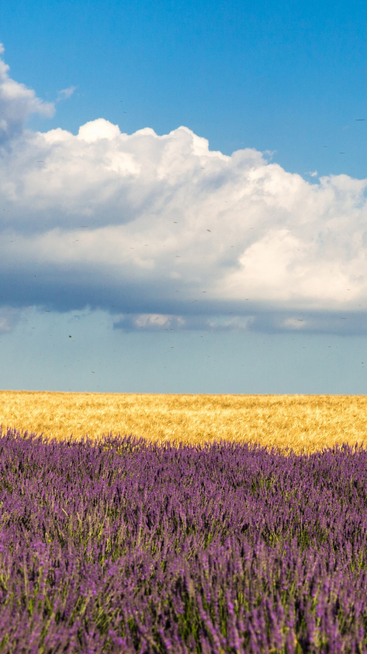 Campo de Hierba Verde Bajo un Cielo Azul Durante el Día. Wallpaper in 750x1334 Resolution