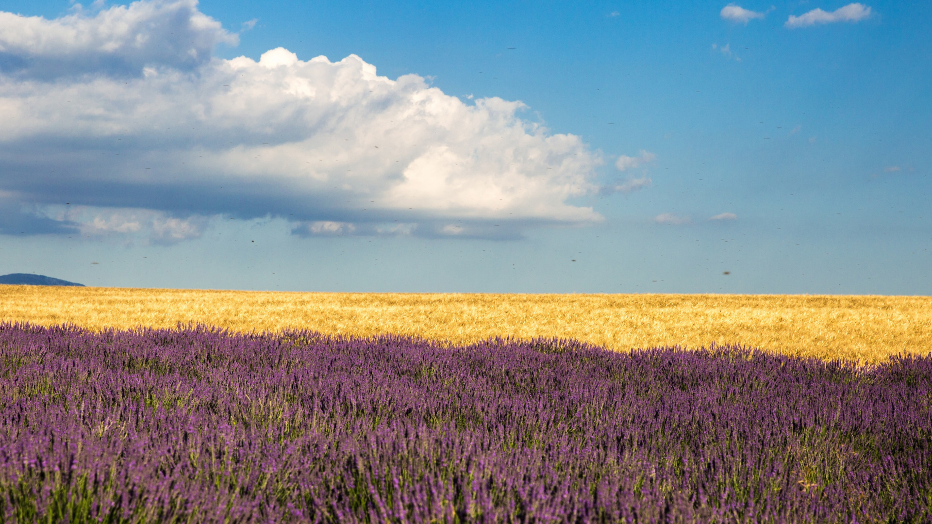 Green Grass Field Under Blue Sky During Daytime. Wallpaper in 1920x1080 Resolution