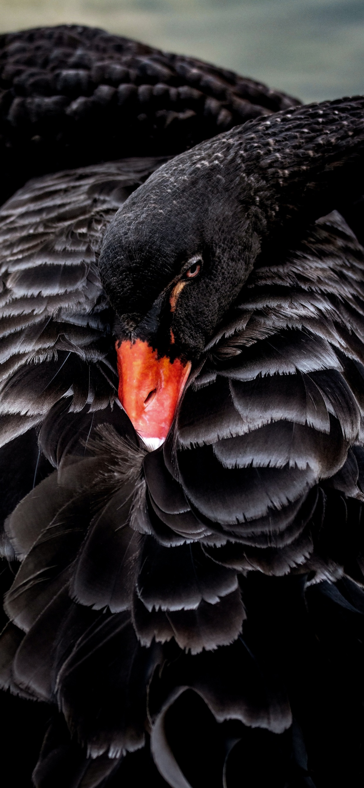 Black Swan, Birds, Australian Birds Animals, Bird, Plant. Wallpaper in 1242x2688 Resolution