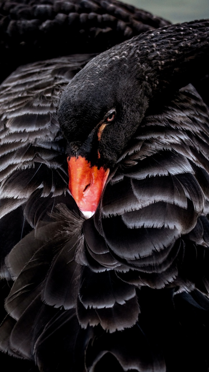 Black Swan, Birds, Australian Birds Animals, Bird, Plant. Wallpaper in 720x1280 Resolution