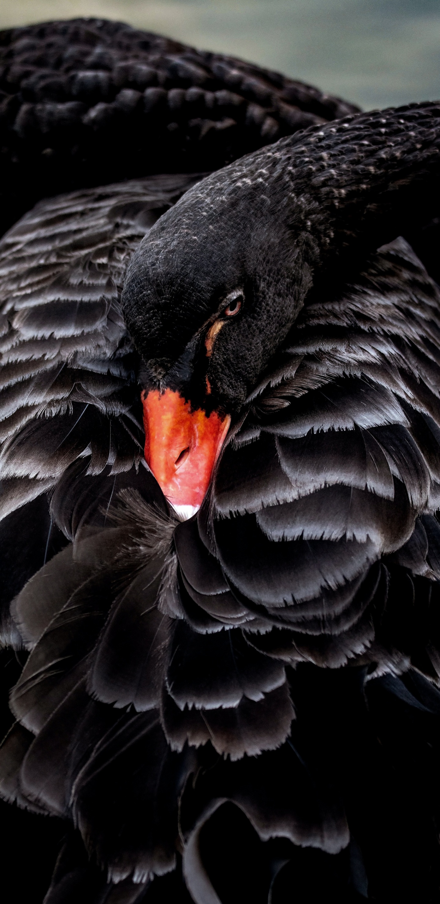 Cygne Noir, Animaux Oiseaux Australiens, Oiseau, Bec, Nature. Wallpaper in 1440x2960 Resolution