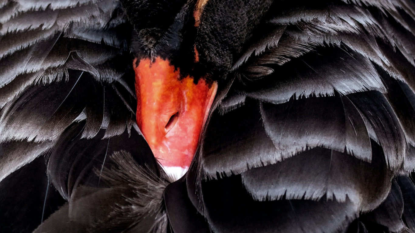 Schwarzer Schwan, Birds, Australische Vögel Tiere, Vogel, Schnabel. Wallpaper in 1366x768 Resolution