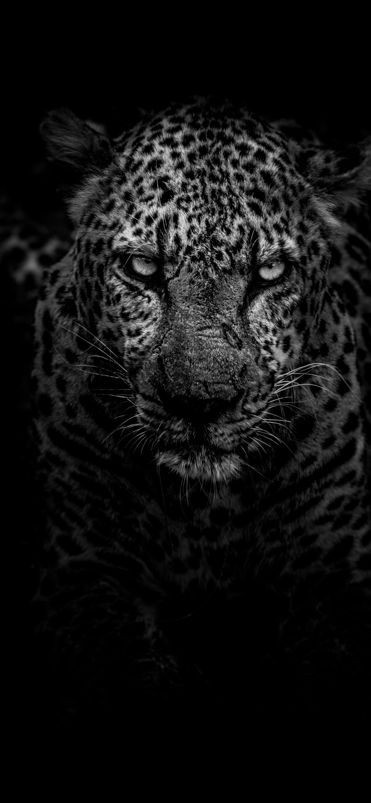 Leopardo en Fotografía en Blanco y Negro. Wallpaper in 1242x2688 Resolution