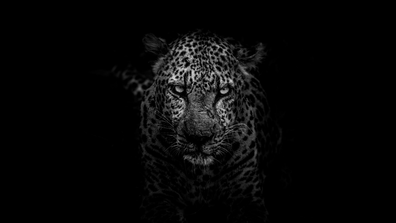 Leopard in Der Schwarzweißfotografie. Wallpaper in 1366x768 Resolution