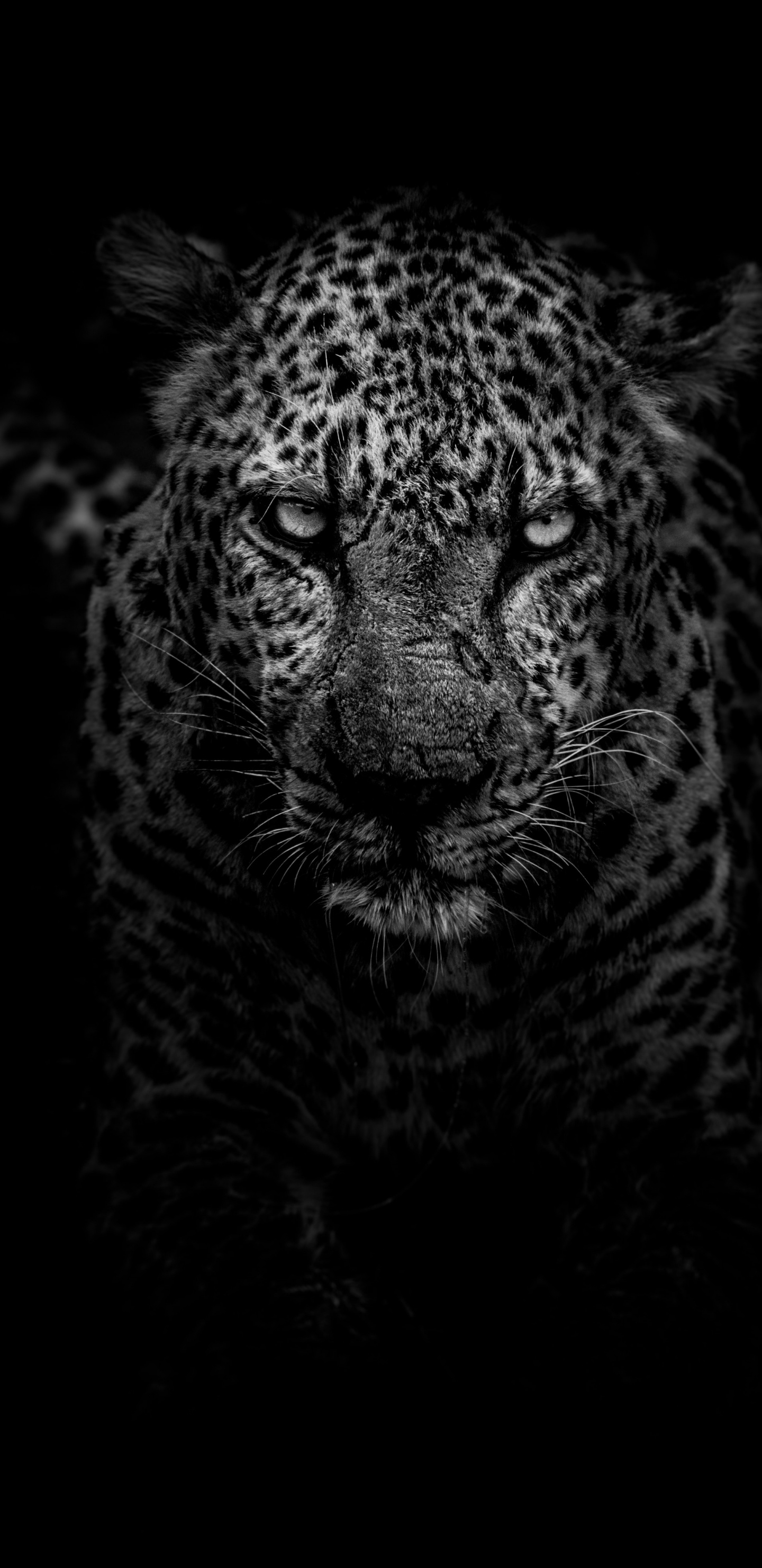 Leopard in Der Schwarzweißfotografie. Wallpaper in 1440x2960 Resolution