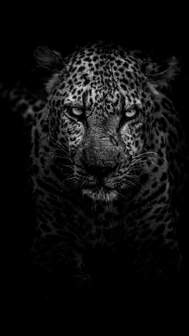 Leopard in Der Schwarzweißfotografie. Wallpaper in 720x1280 Resolution