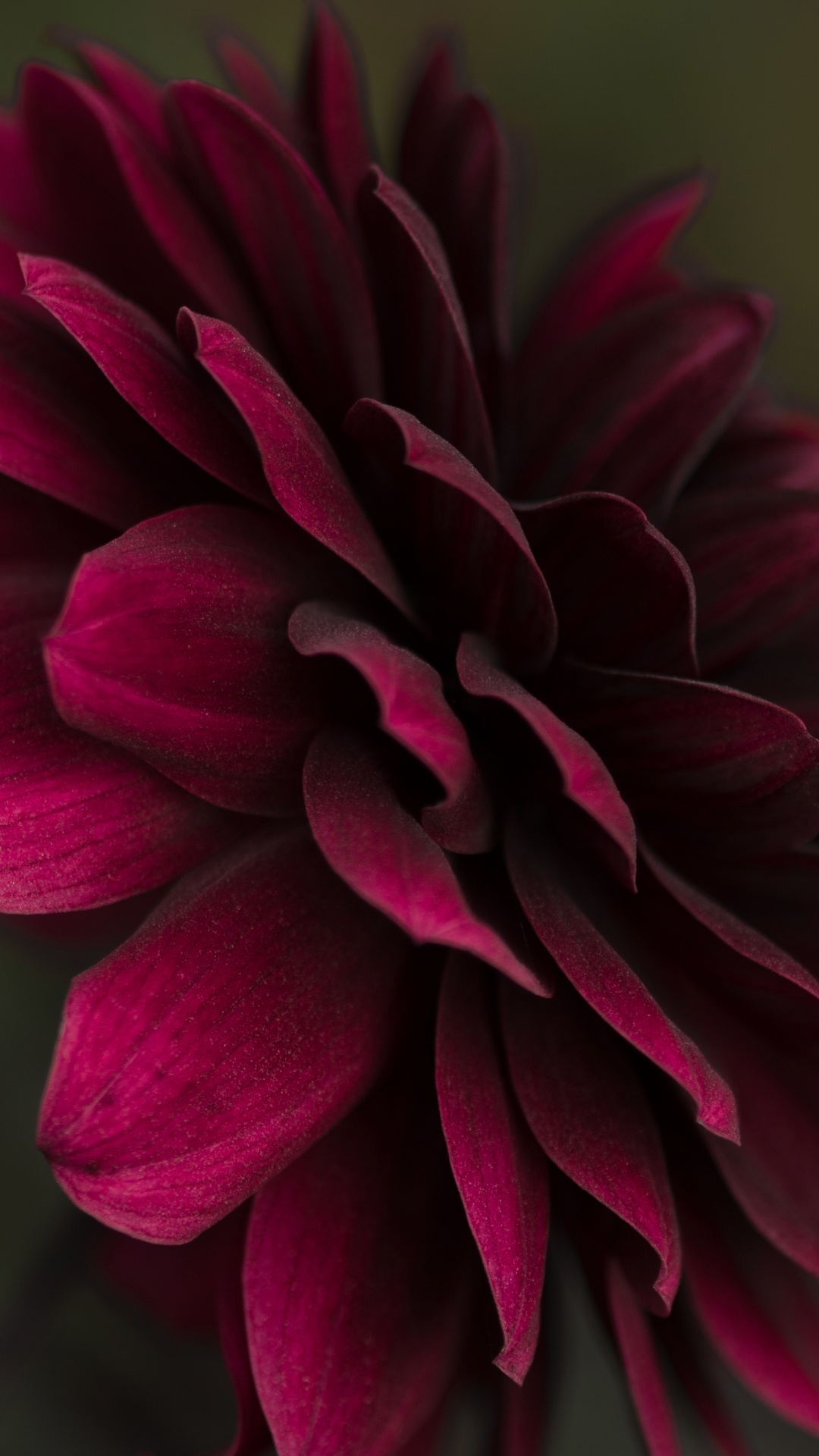 Blume Shubh Sakal, Blumenmuster, Blütenblatt, Pink, Magenta. Wallpaper in 1080x1920 Resolution