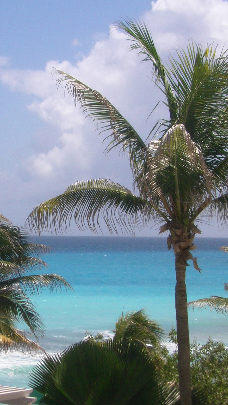 Green Palm Tree Near Body of Water During Daytime. Wallpaper in 750x1334 Resolution