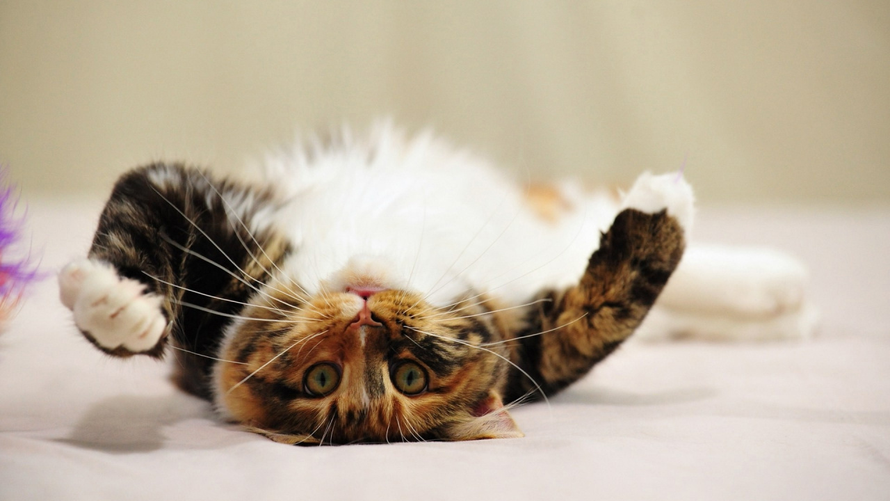 Brown and White Cat Lying on White Textile. Wallpaper in 1280x720 Resolution