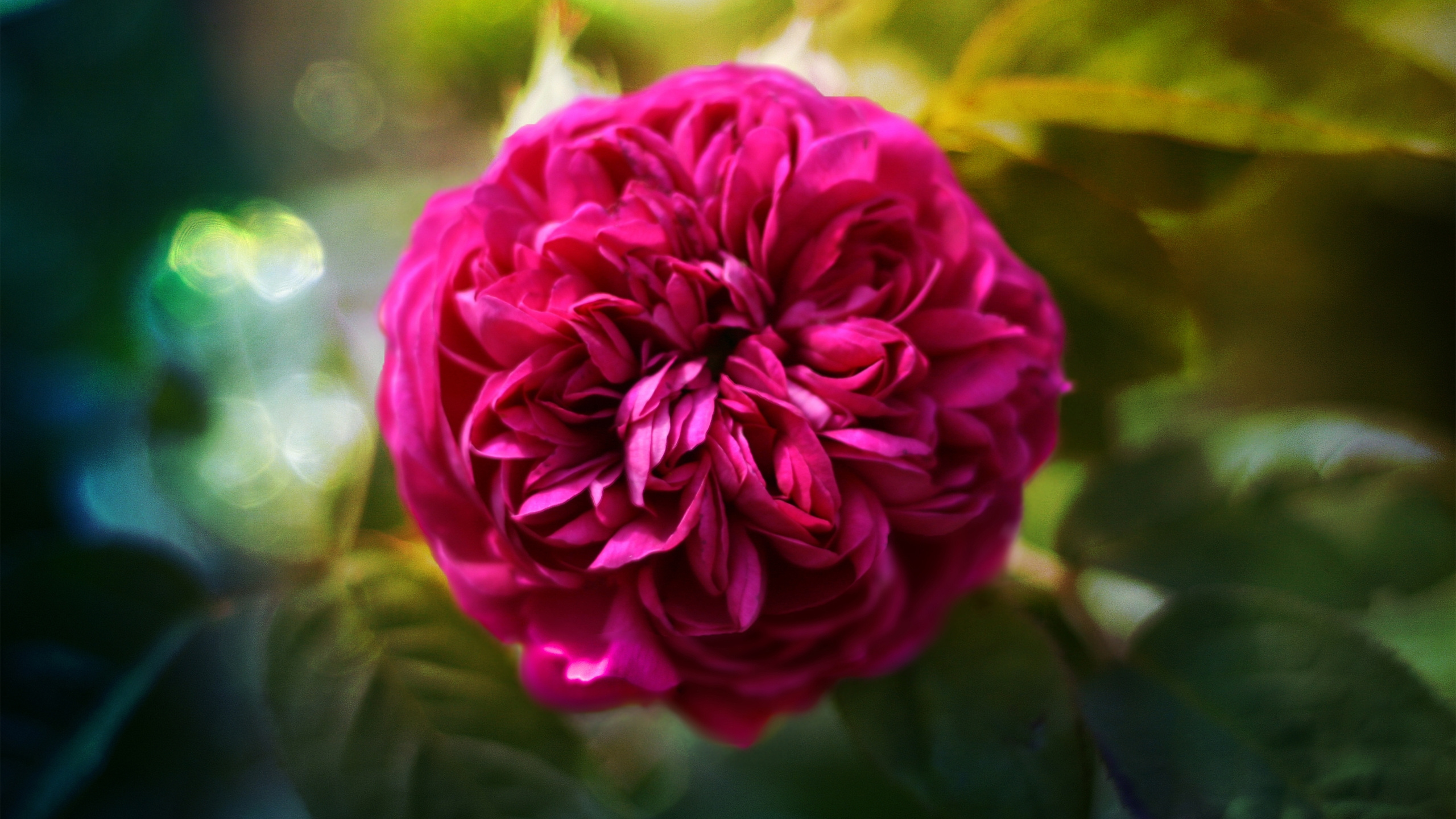 Rosa Blume in Tilt-Shift-Linse. Wallpaper in 2560x1440 Resolution