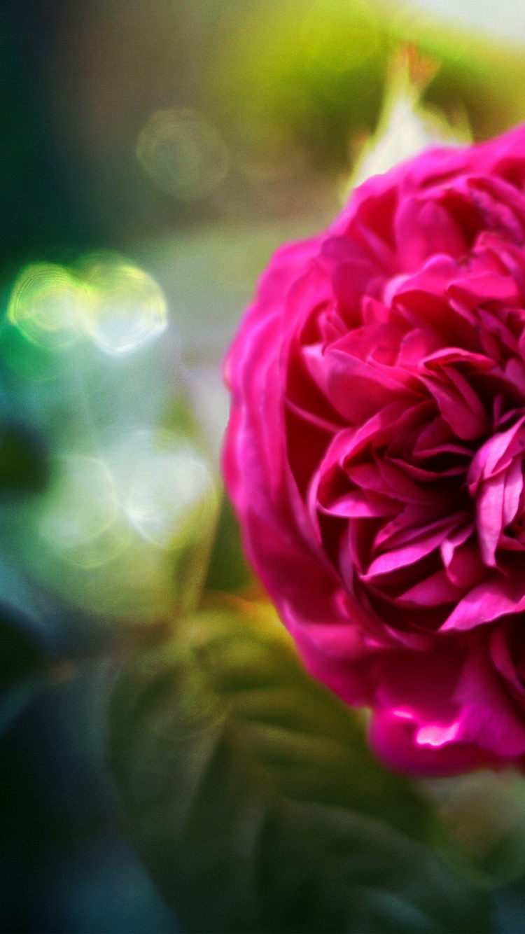 Pink Flower in Tilt Shift Lens. Wallpaper in 750x1334 Resolution