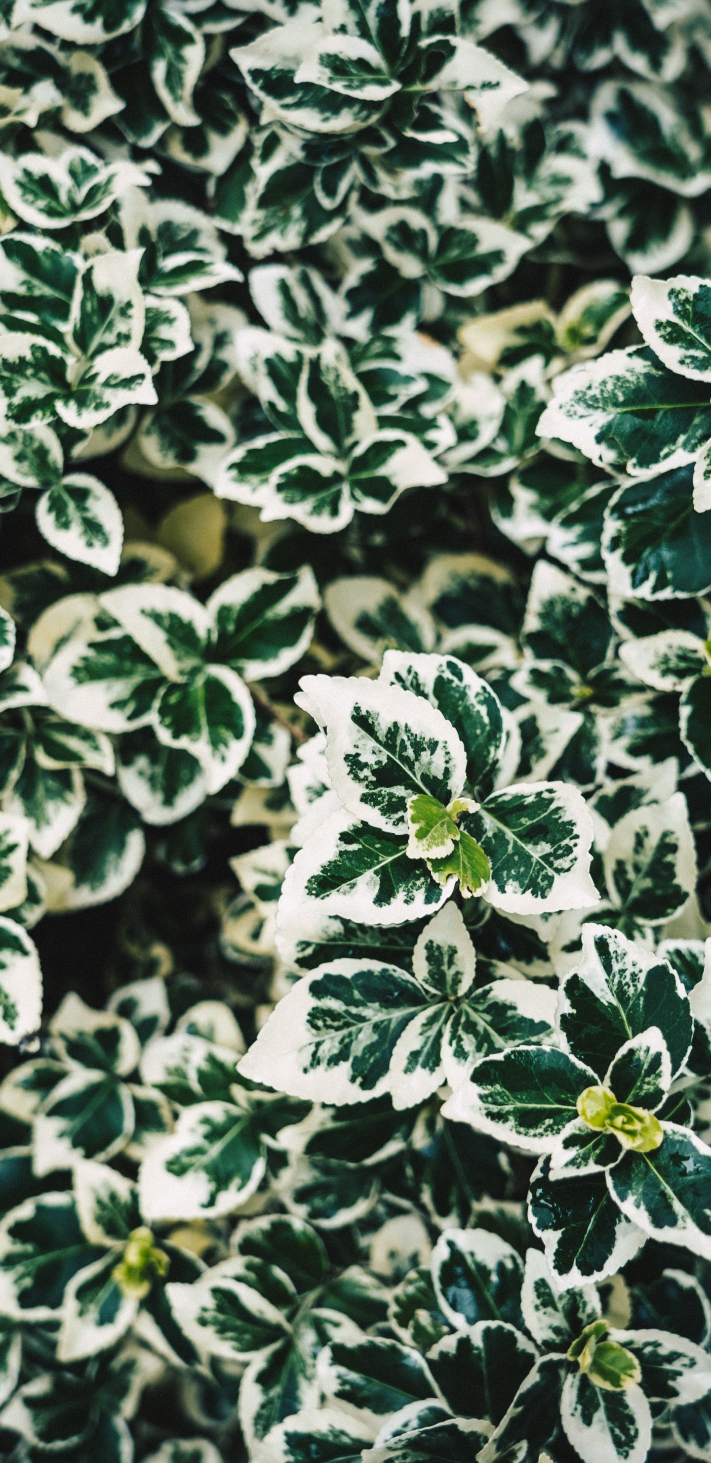 Feuilles de Plantes Vertes et Blanches. Wallpaper in 1440x2960 Resolution