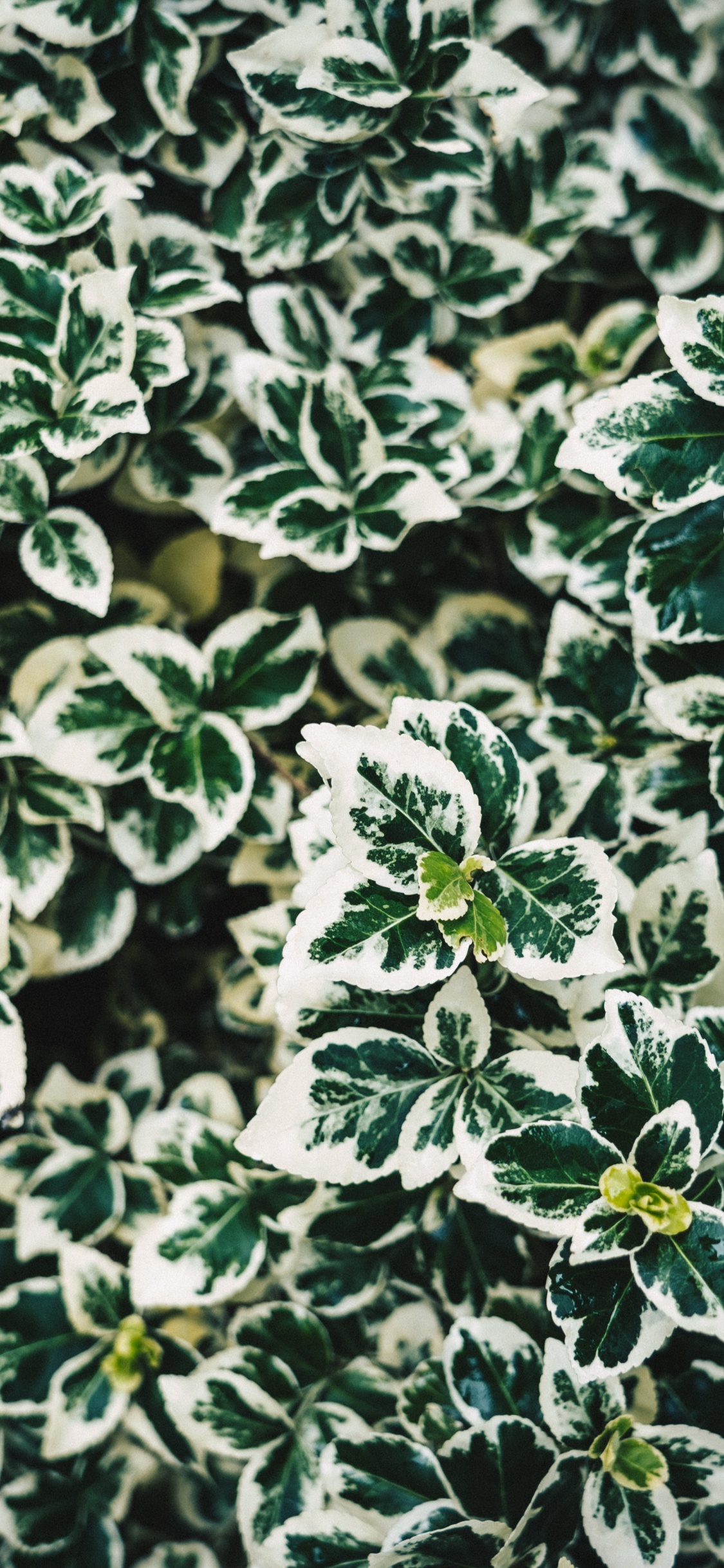 Green and White Plant Leaves. Wallpaper in 1125x2436 Resolution