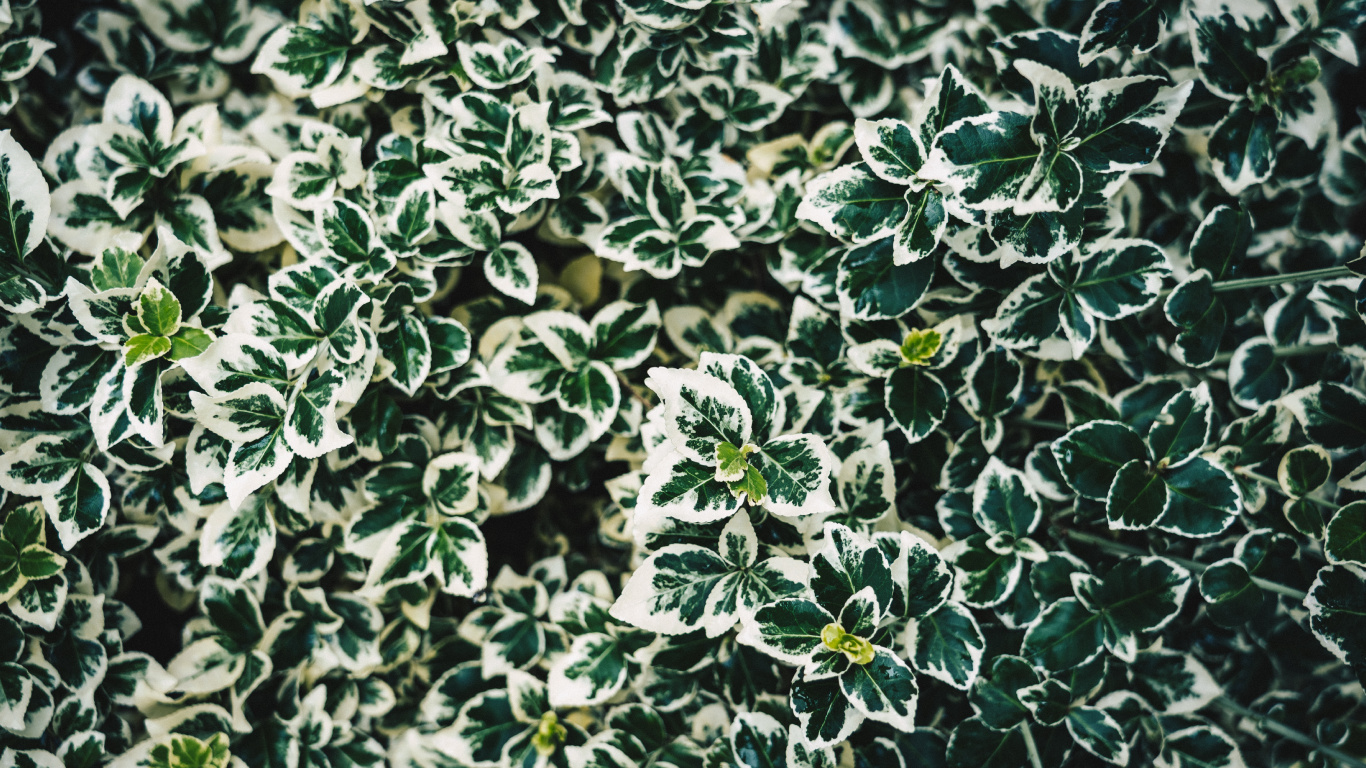 Green and White Plant Leaves. Wallpaper in 1366x768 Resolution