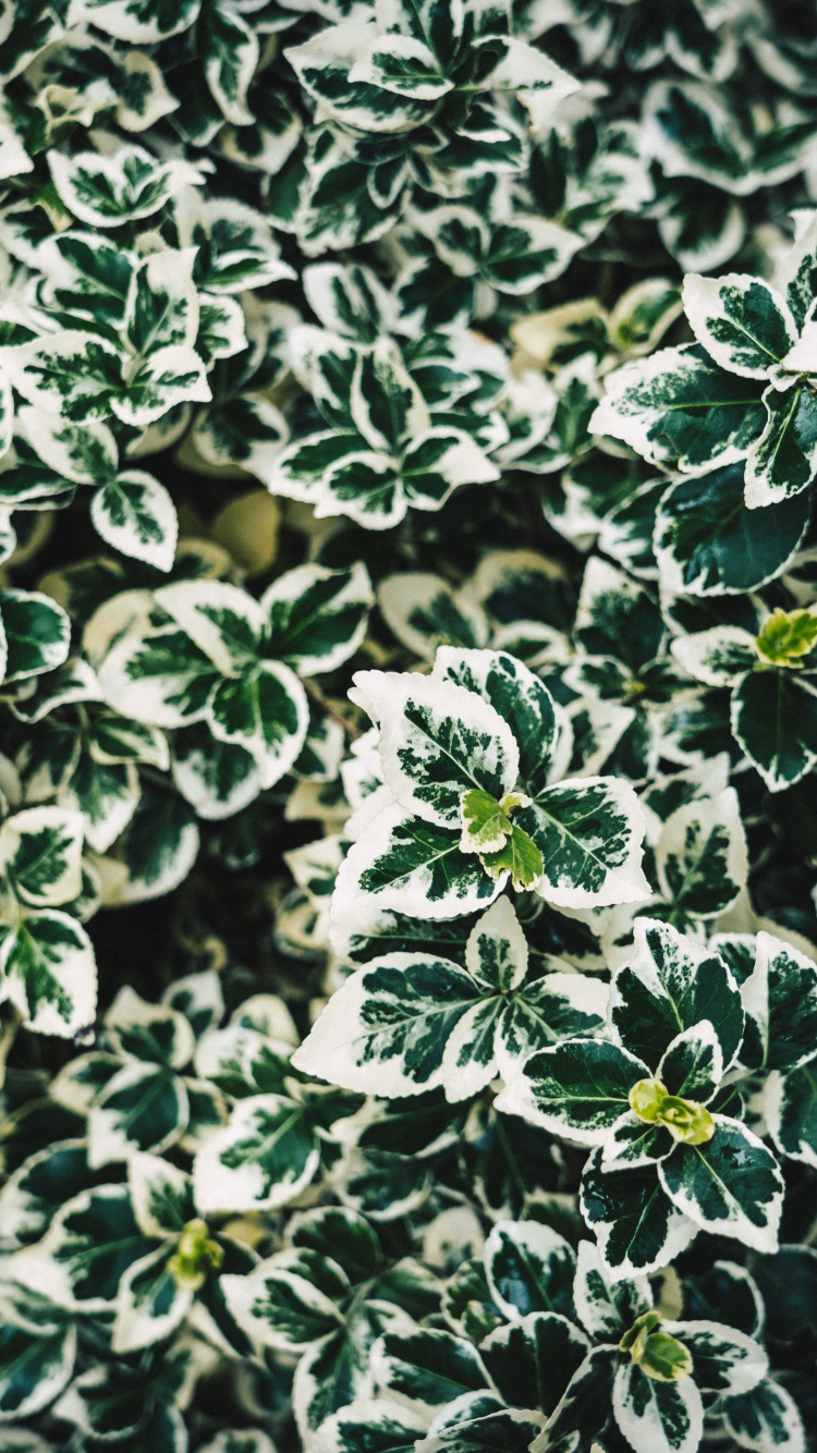 Green and White Plant Leaves. Wallpaper in 750x1334 Resolution