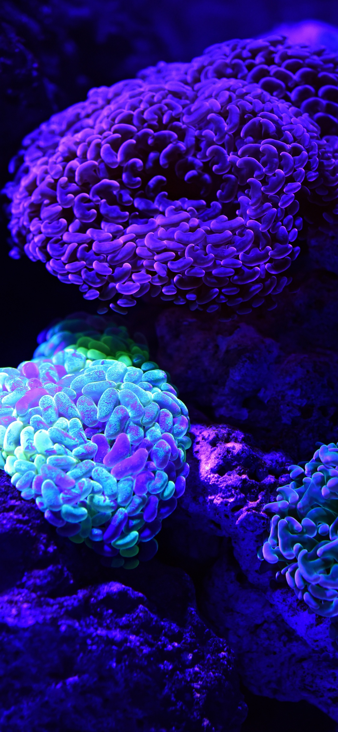 Green and Purple Coral Reef. Wallpaper in 1125x2436 Resolution