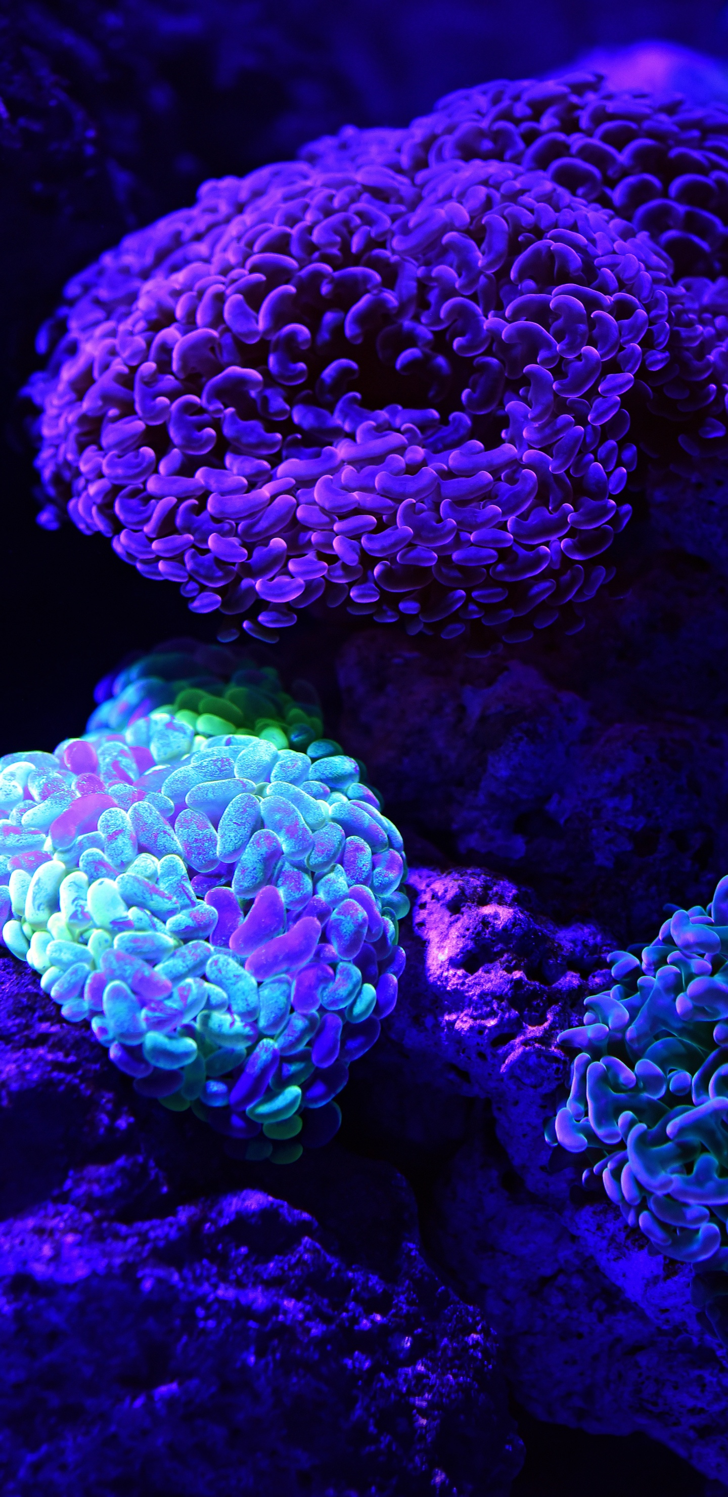 Green and Purple Coral Reef. Wallpaper in 1440x2960 Resolution