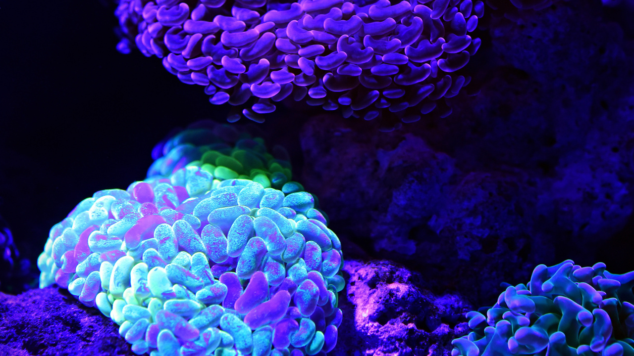 珊瑚礁, 石珊瑚, 珊瑚, 自然环境, 紫色的 壁纸 1280x720 允许