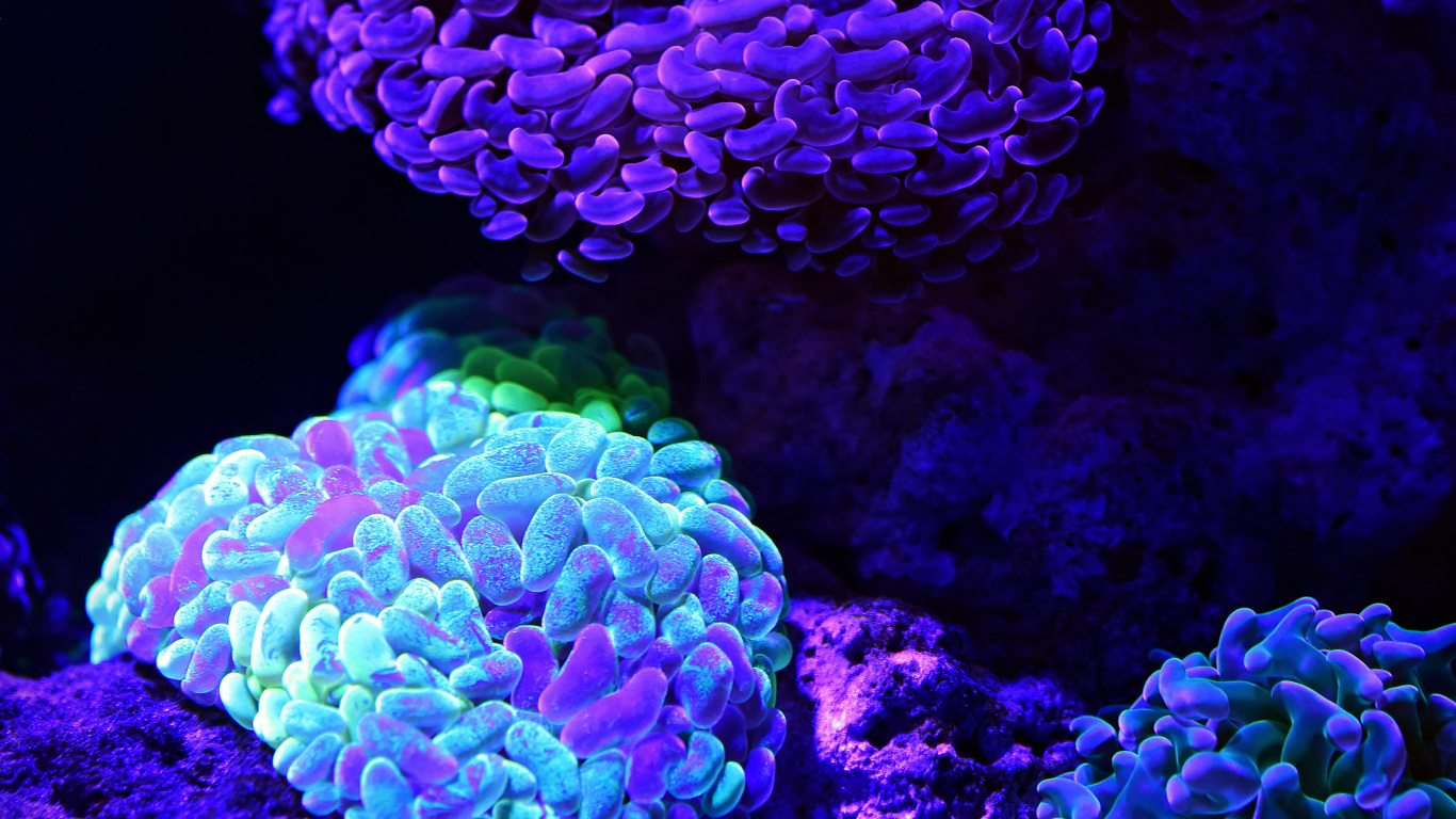 珊瑚礁, 石珊瑚, 珊瑚, 自然环境, 紫色的 壁纸 1366x768 允许