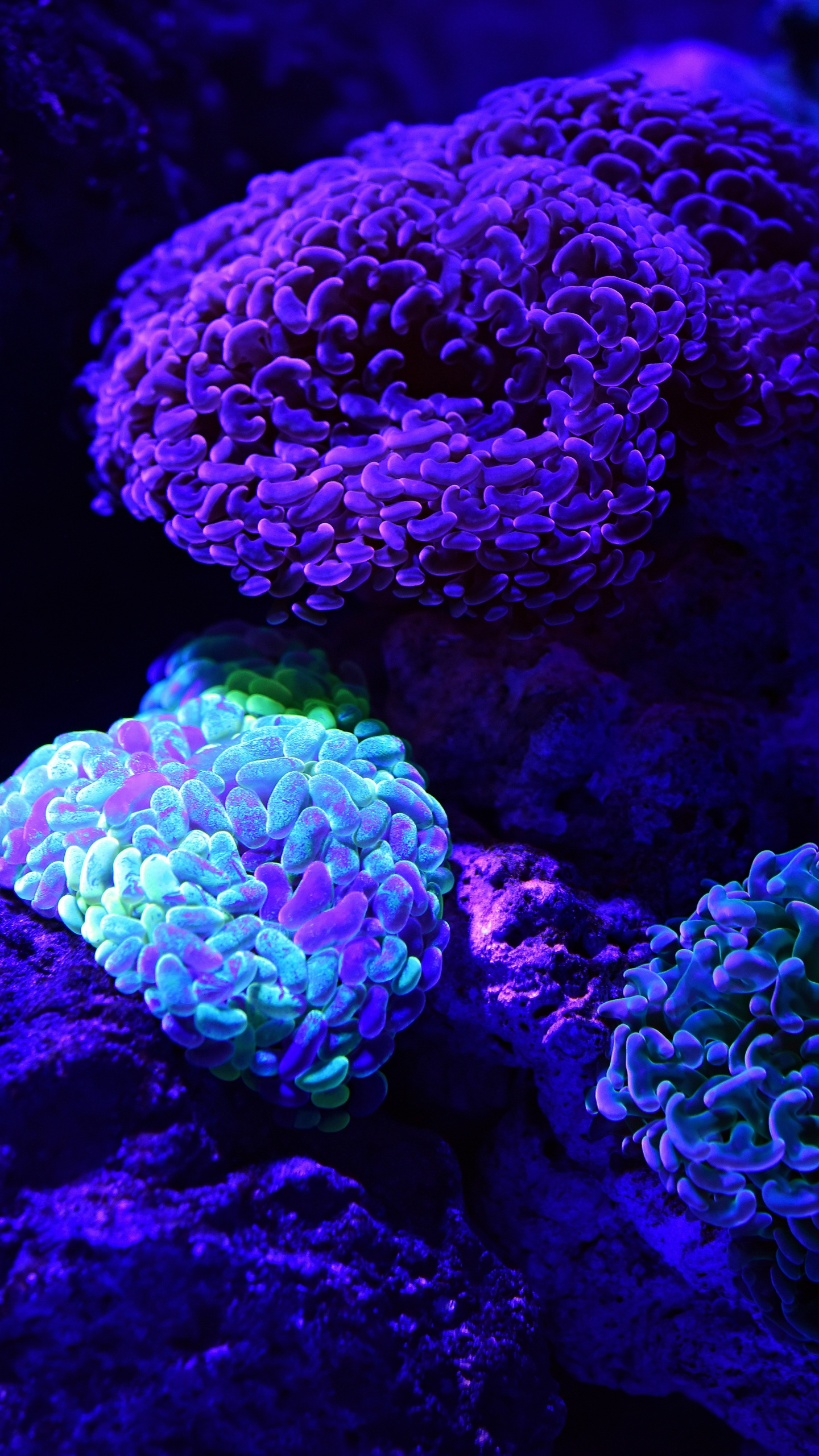 珊瑚礁, 石珊瑚, 珊瑚, 自然环境, 紫色的 壁纸 1440x2560 允许