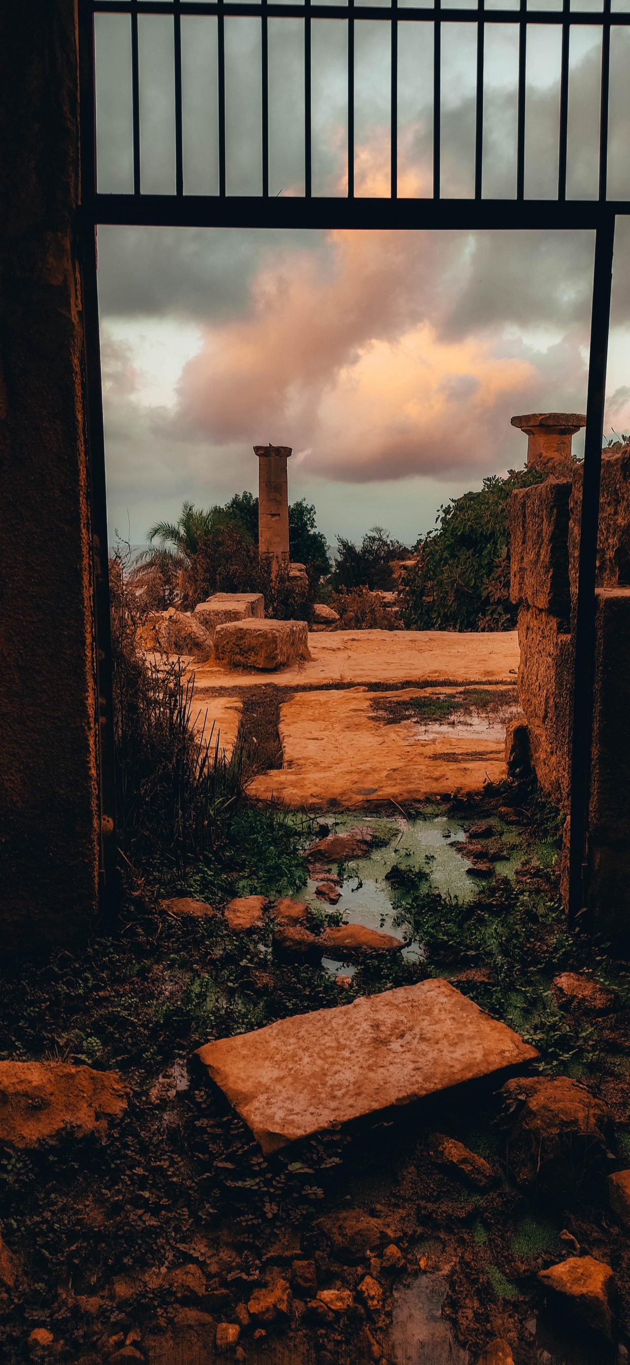 木, 砌砖, 矩形, 生物群落, 砖 壁纸 1242x2688 允许