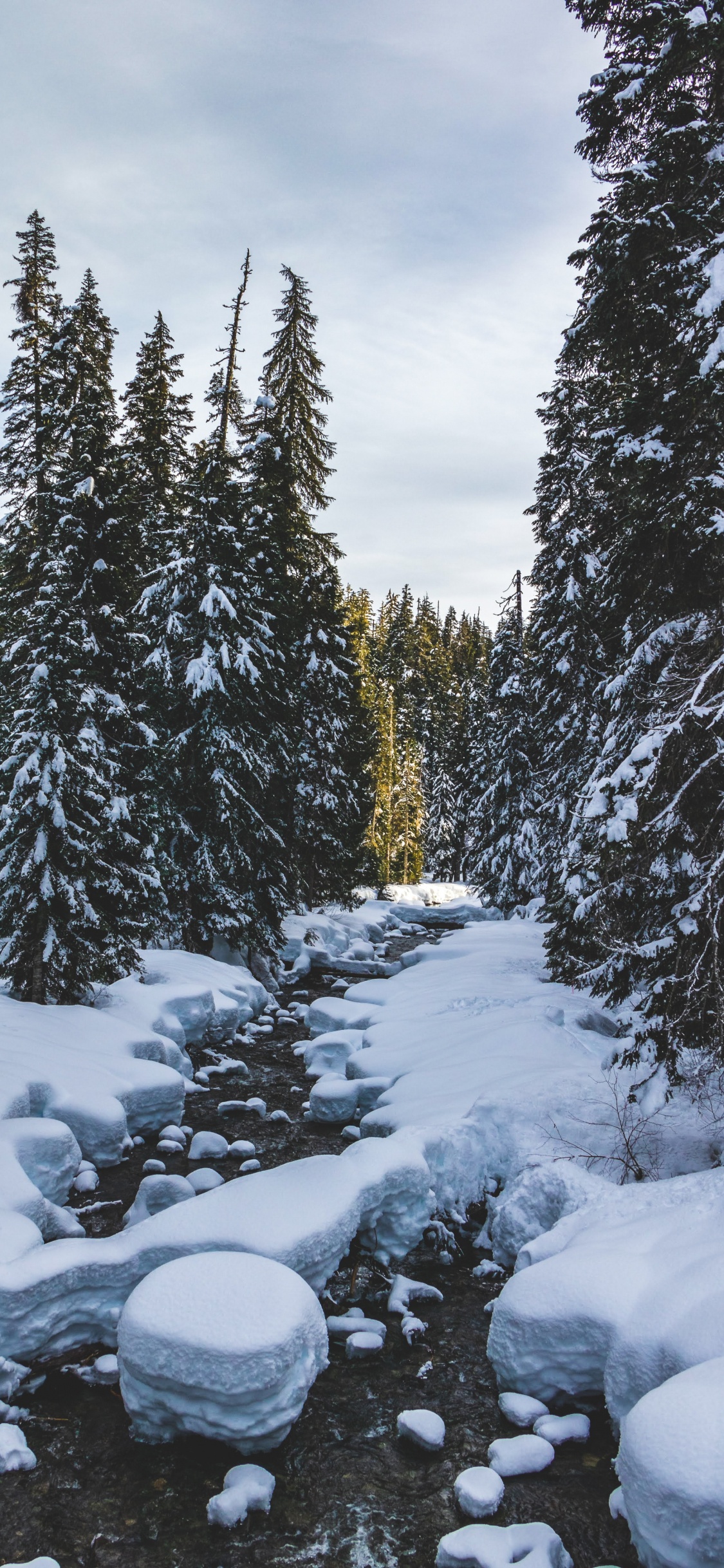 Hiver, Neige, Congélation, Environnement Naturel, Biome. Wallpaper in 1125x2436 Resolution