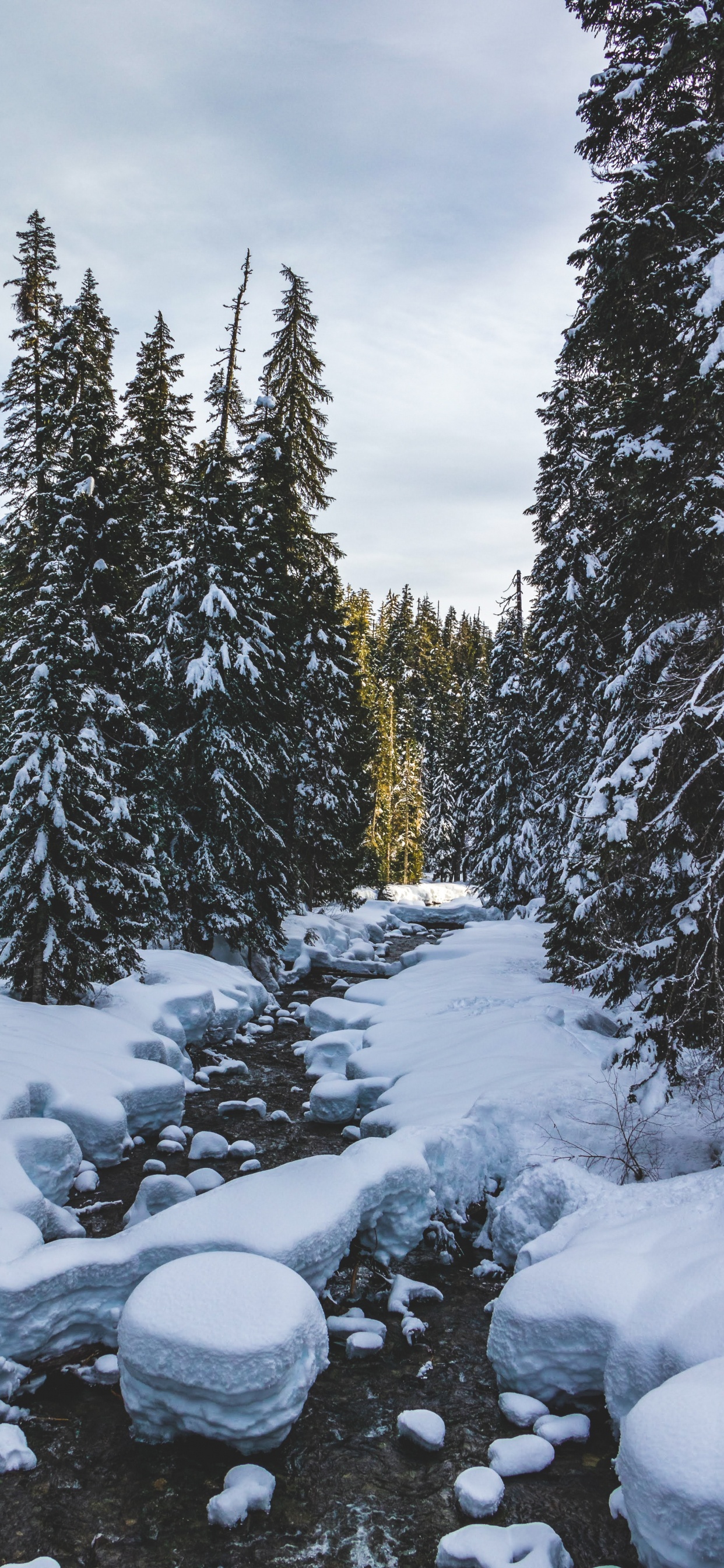Hiver, Neige, Congélation, Environnement Naturel, Biome. Wallpaper in 1242x2688 Resolution