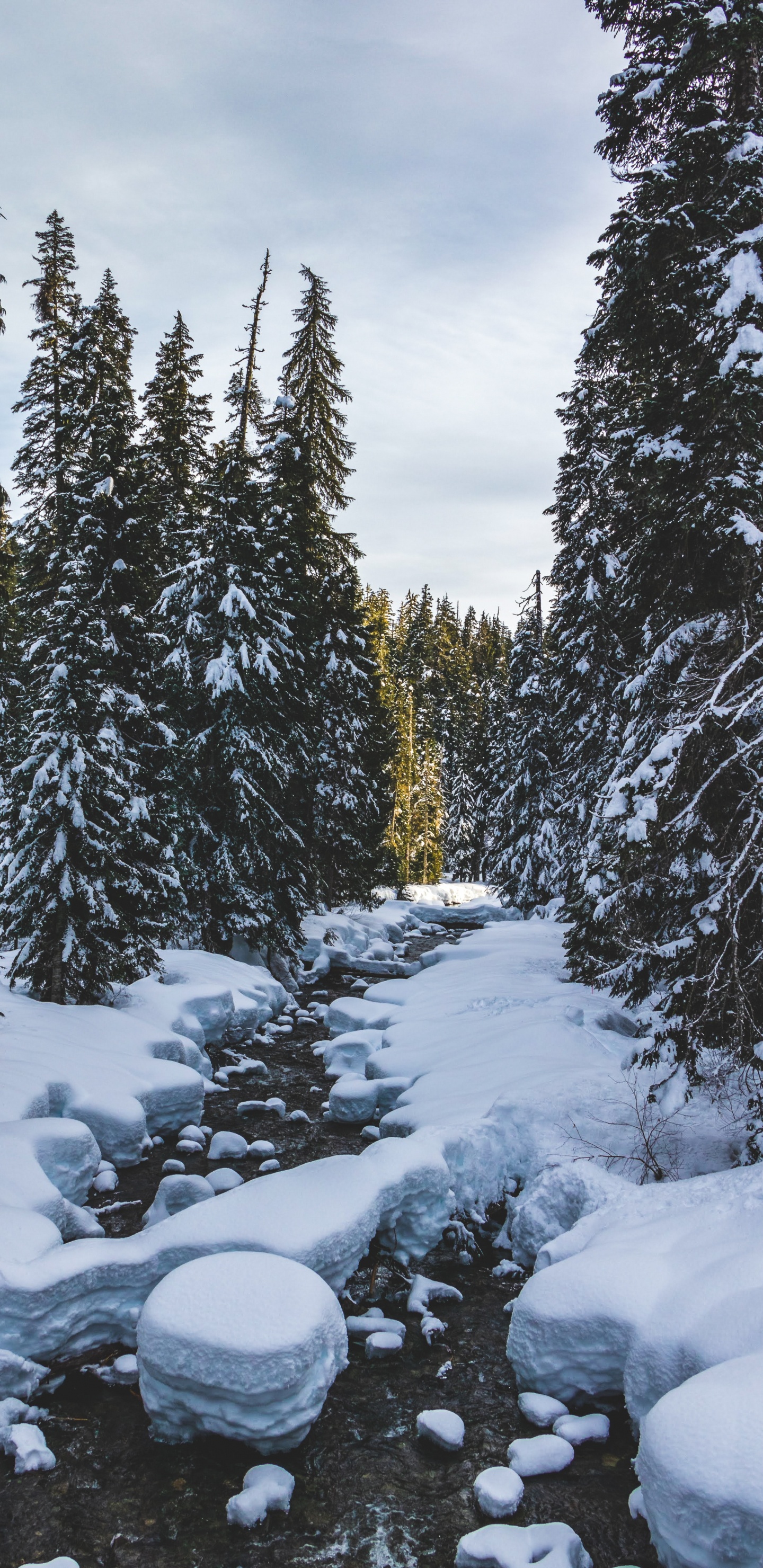 Hiver, Neige, Congélation, Environnement Naturel, Biome. Wallpaper in 1440x2960 Resolution