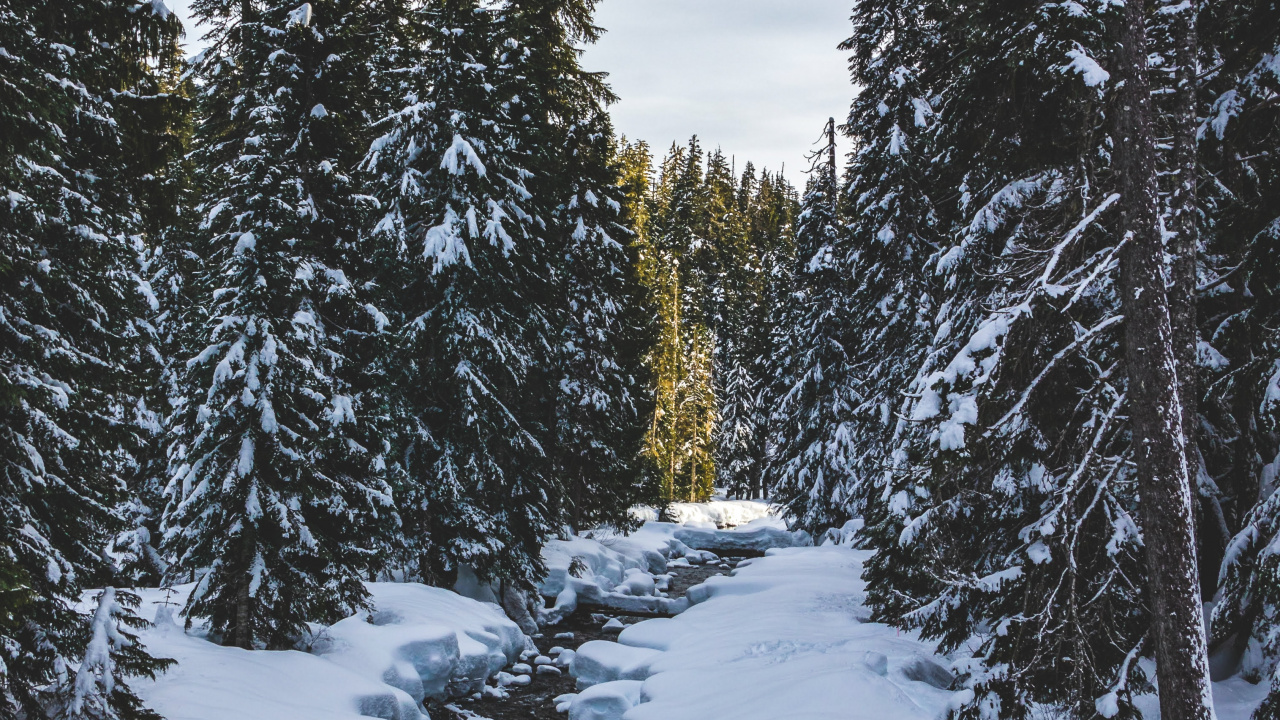 Winter, Schnee, Baum, Einfrieren, Wildnis. Wallpaper in 1280x720 Resolution
