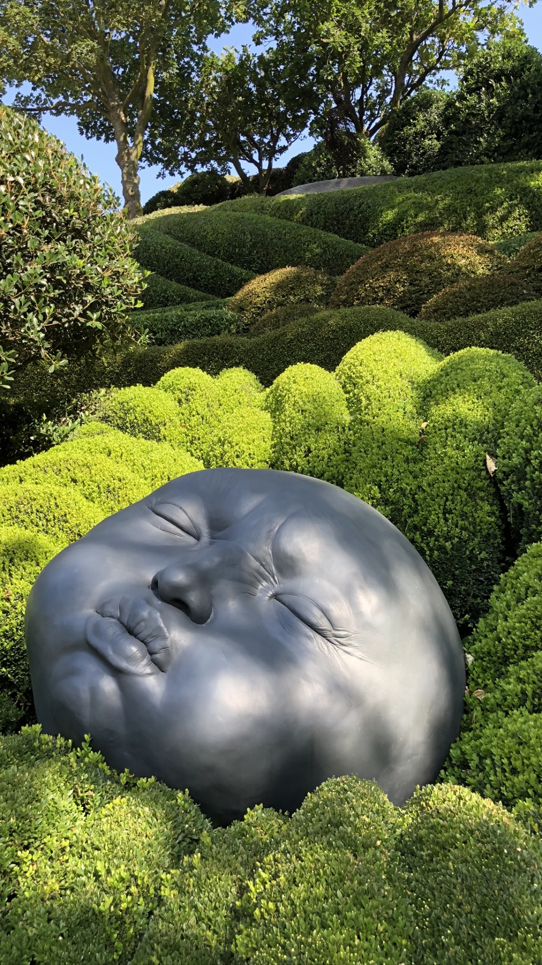 性质, 植被, 植物群, 灌木, 花园 壁纸 1080x1920 允许