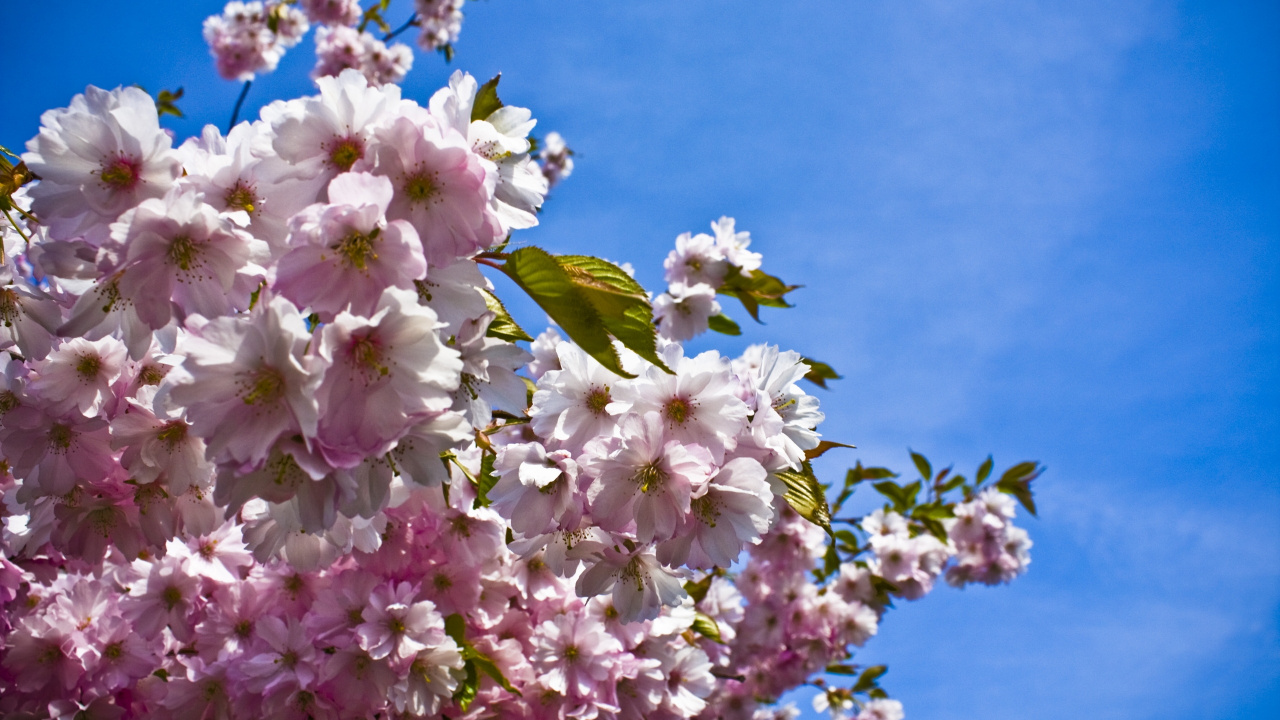 Green Butterfly on White and Pink Flower During Daytime. Wallpaper in 1280x720 Resolution