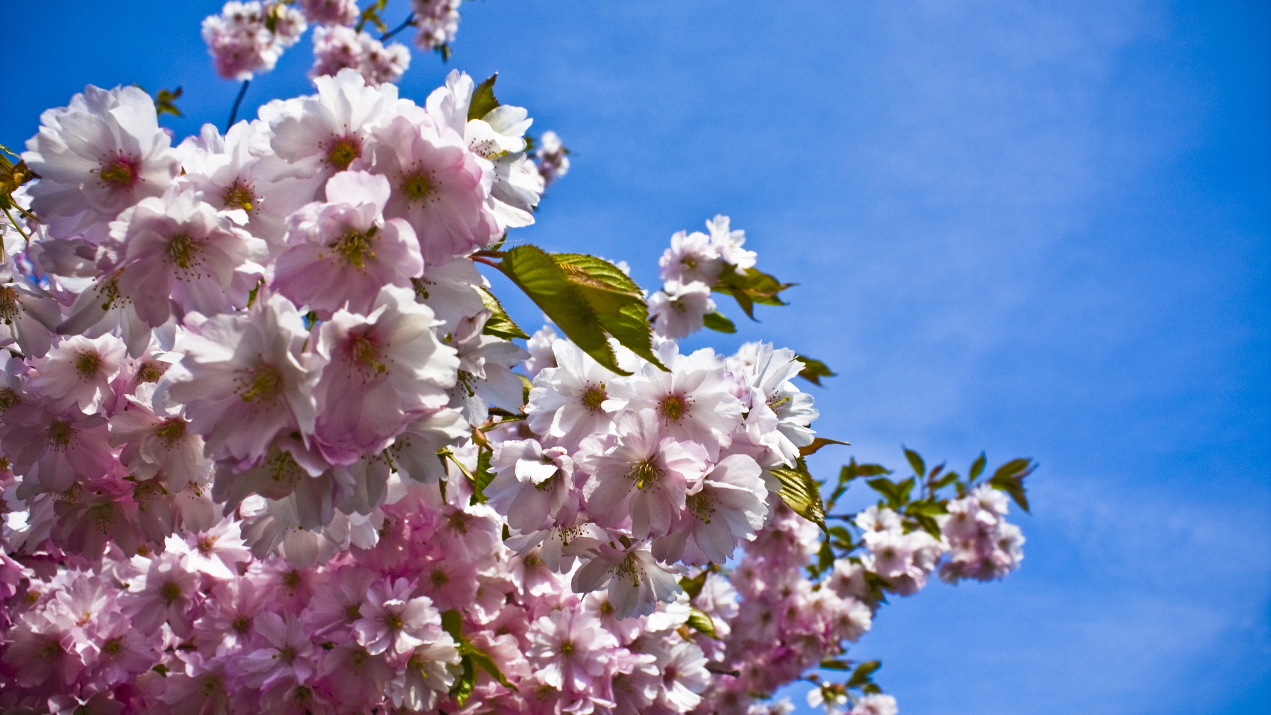 Green Butterfly on White and Pink Flower During Daytime. Wallpaper in 2560x1440 Resolution