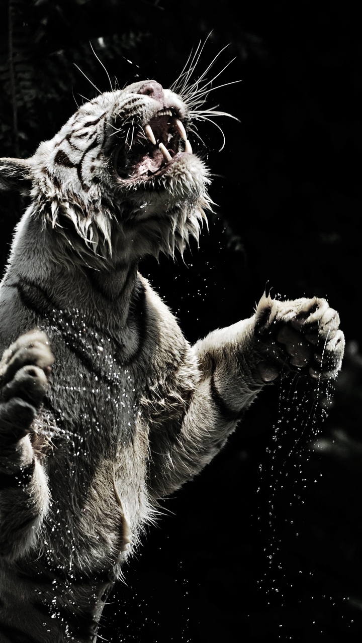 Tigre Blanco y Marrón Sobre el Agua. Wallpaper in 720x1280 Resolution