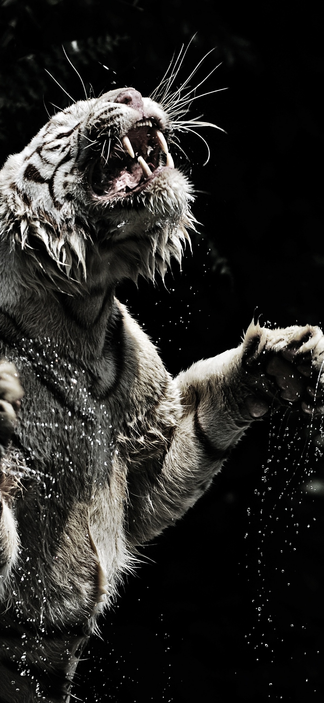 White and Brown Tiger on Water. Wallpaper in 1125x2436 Resolution