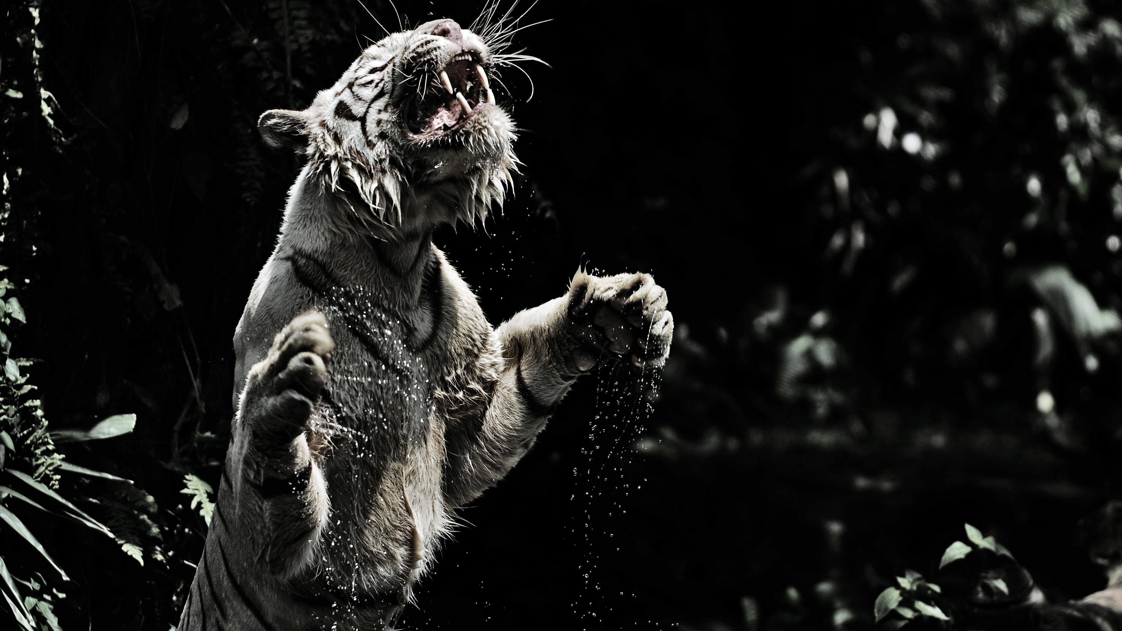 White and Brown Tiger on Water. Wallpaper in 3840x2160 Resolution