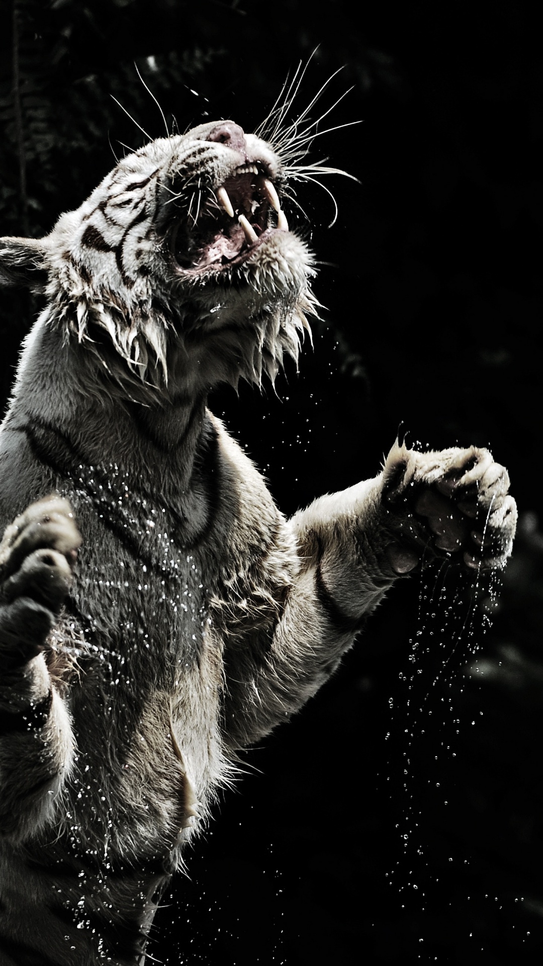 Weißer Und Brauner Tiger Auf Wasser. Wallpaper in 1080x1920 Resolution