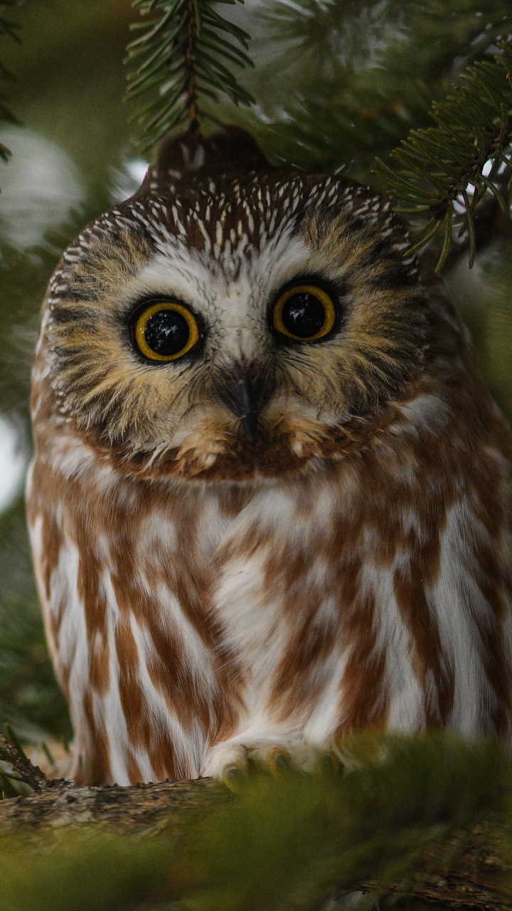 White and Brown Owl on Tree Branch. Wallpaper in 720x1280 Resolution