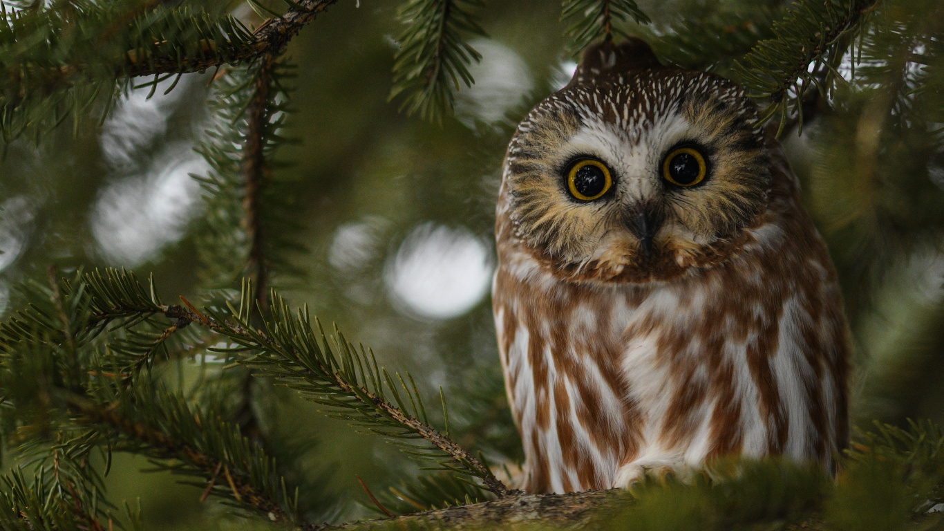 Búho Blanco y Marrón en la Rama de un Árbol. Wallpaper in 1366x768 Resolution