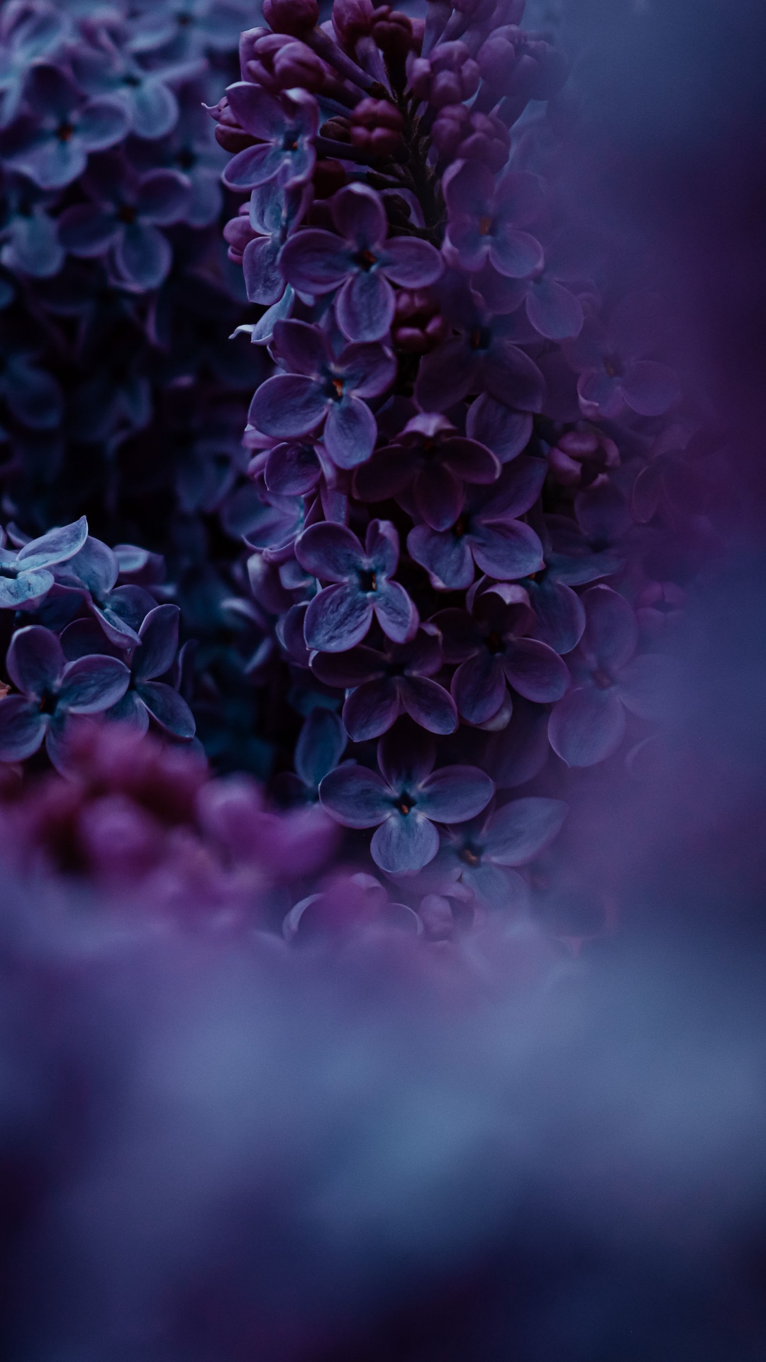 Lilac, Realme Narzo 50 Pro 5g, Realme, Flower, Plant. Wallpaper in 1080x1920 Resolution