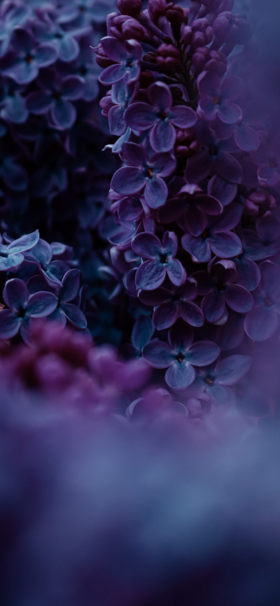 Lilac, Realme Narzo 50 Pro 5g, Realme, Flower, Plant. Wallpaper in 1125x2436 Resolution