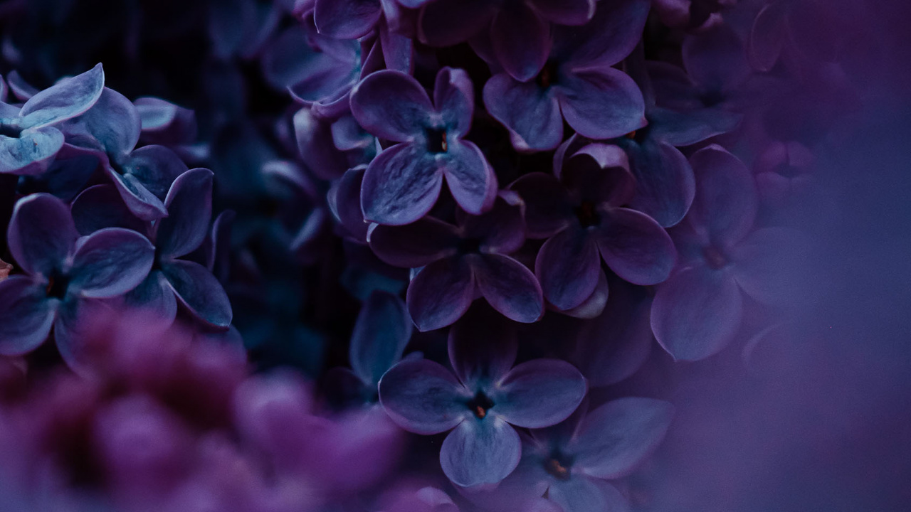 Lilac, Realme Narzo 50 Pro 5g, Realme, Flower, Plant. Wallpaper in 1280x720 Resolution