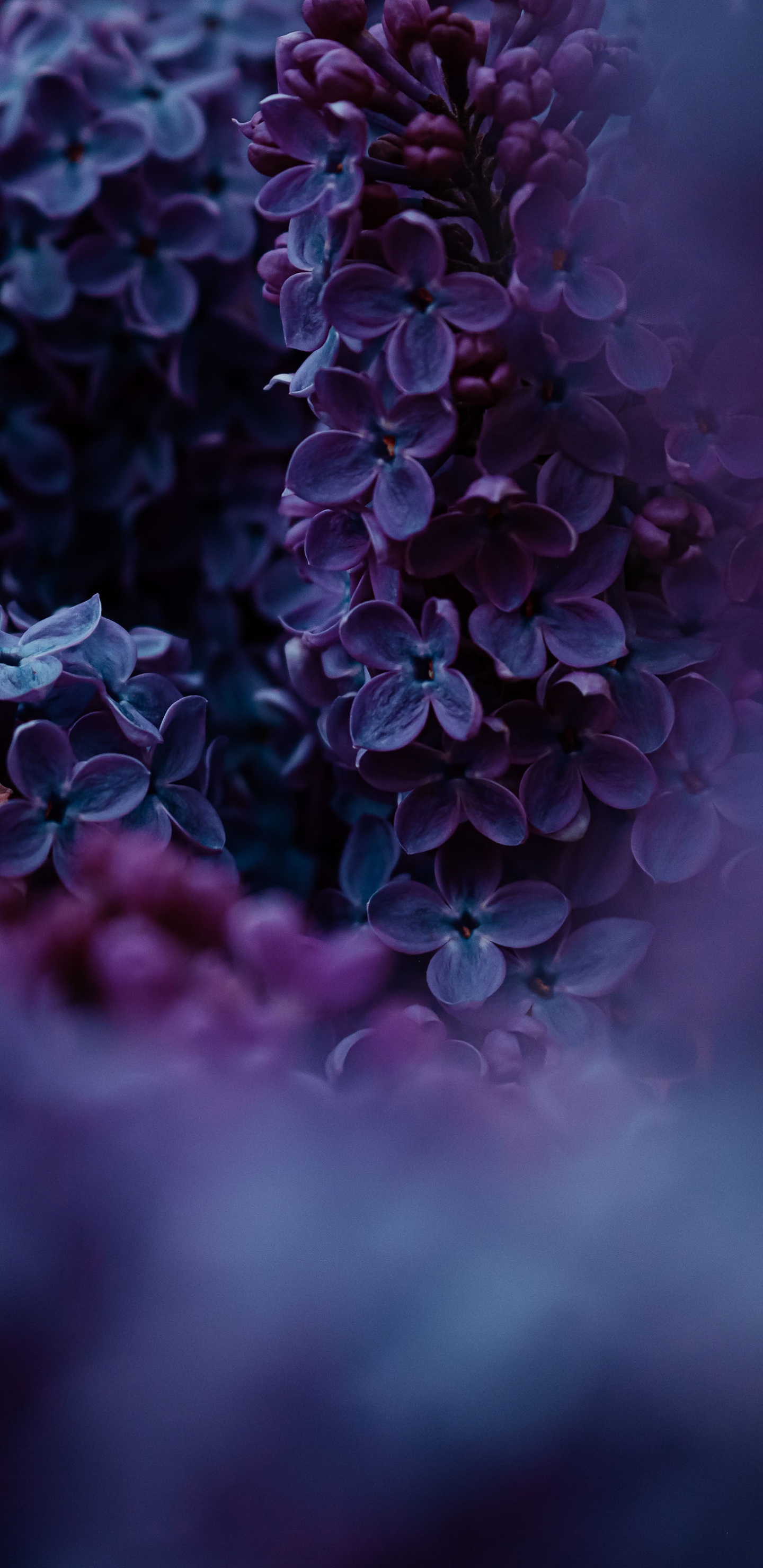 Lilac, Realme Narzo 50 Pro 5g, Realme, Flower, Plant. Wallpaper in 1440x2960 Resolution