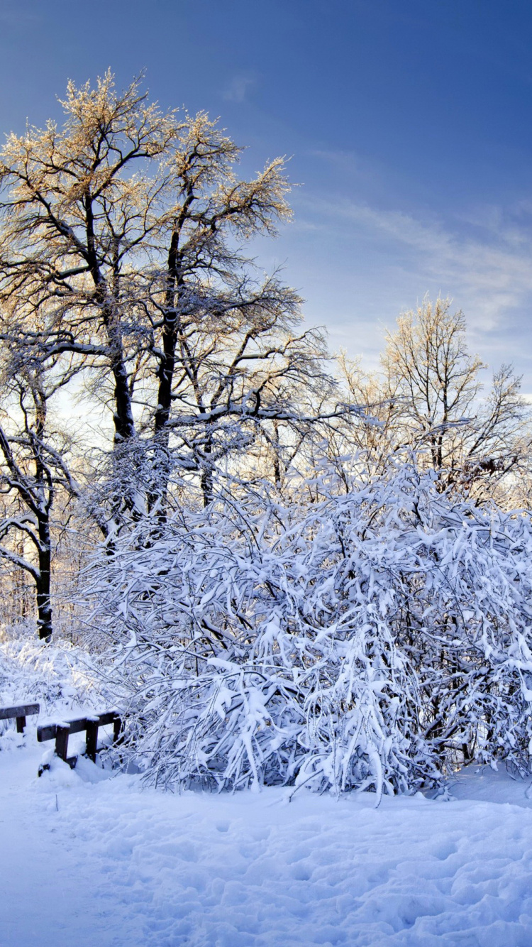 Árboles Marrones Cubiertos de Nieve Durante el Día. Wallpaper in 750x1334 Resolution