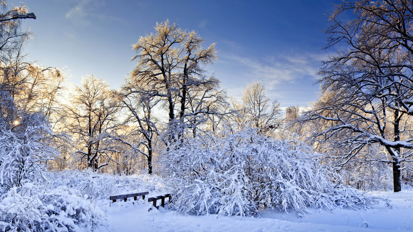 Brown Trees Covered With Snow During Daytime. Wallpaper in 1366x768 Resolution