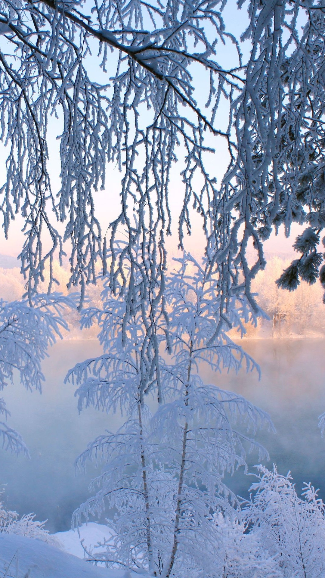冬天, 性质, 冻结, 林地, 森林 壁纸 1080x1920 允许